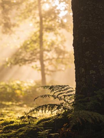 Spirit Animals Guide Spirit Animals Guide feature image